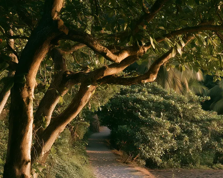 Houppier d'un grand arbre au-dessus du sentier, lumière du matin