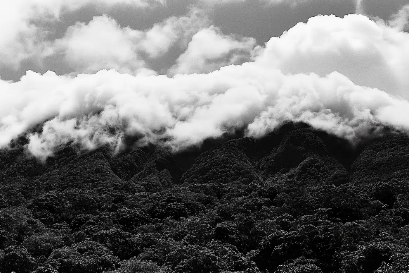 Une masse de nuages déborde une crête et descend le versant, la forêt en dessous presque noire.